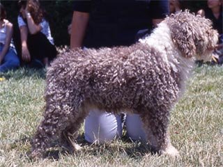 Perro De Agua Espanol Escuela Canina Sisoucan Disfrutadetuperro Com