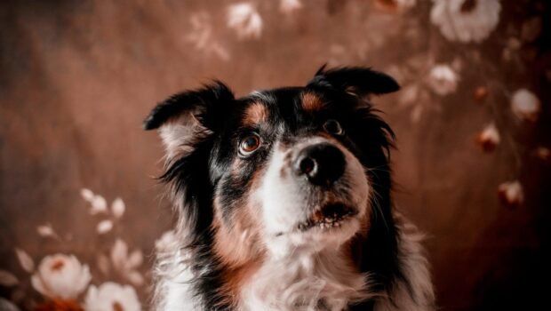 ¿Te imaginas descubrir un lugar donde la educación y la salud trabajan de forma complementaria? Bienvenidos a Sisoucan, Clínica y Escuela Canina a tu servicio. La Escuela Canina Sisoucan fue [&hellip;]