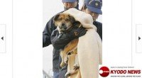 Japón: conmovedora foto del perro que sobrevivió 21 días en el mar  