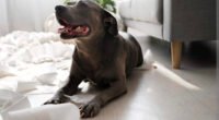 La ansiedad por separación suele aparecer cuando el perro se separa de sus propietarios y se queda solo. Muchos perros no saben gestionar esta parte de la vida cuando se [&hellip;]